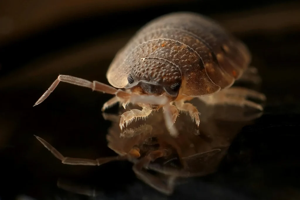 Bed Bug Treatment - Pest Control in Southlake, TX | Pest Control Southlake