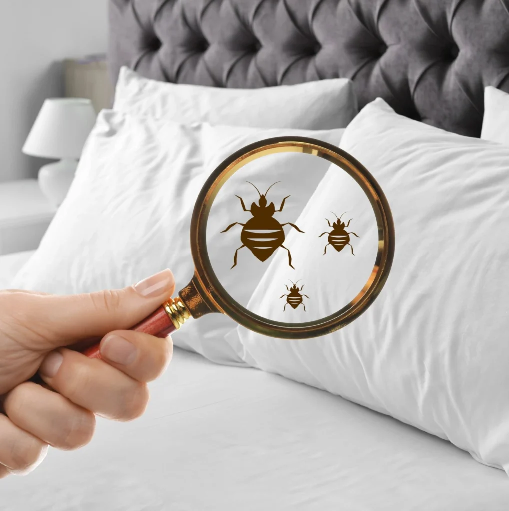 Say Goodbye to Bedbugs with Expert Pest Control Services