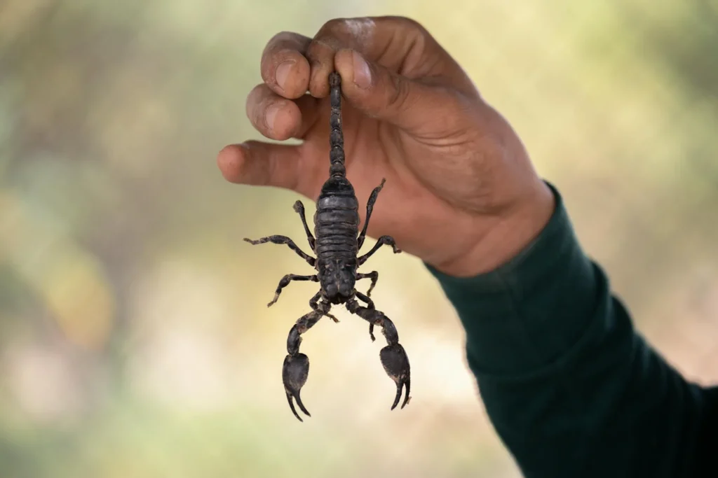 Scorpion Control - Pest Control in Southlake, TX | Pest Control Southlake