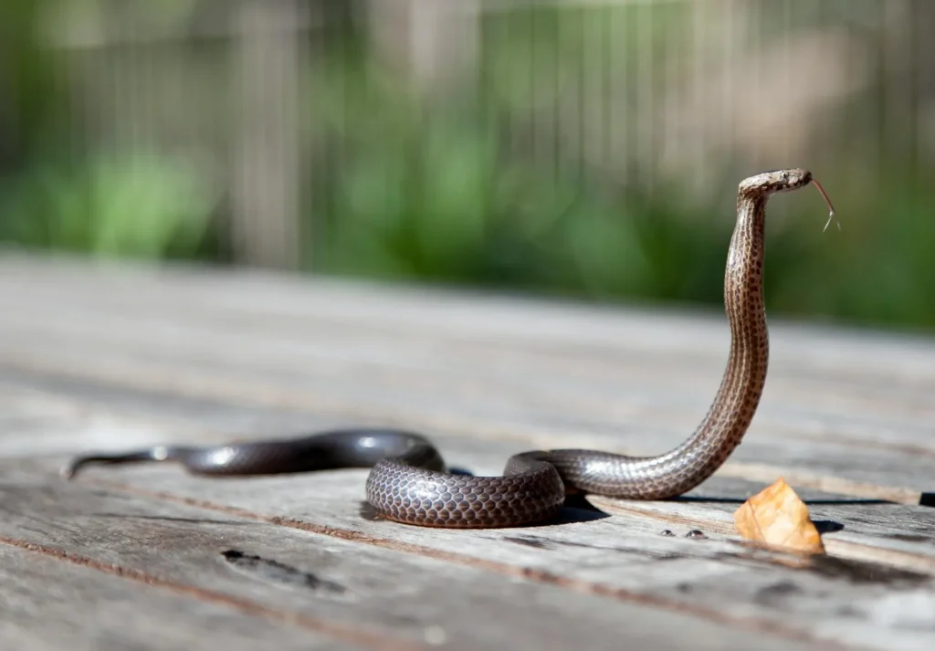 Snake Removal - Pest Control in Southlake, TX | Pest Control Southlake