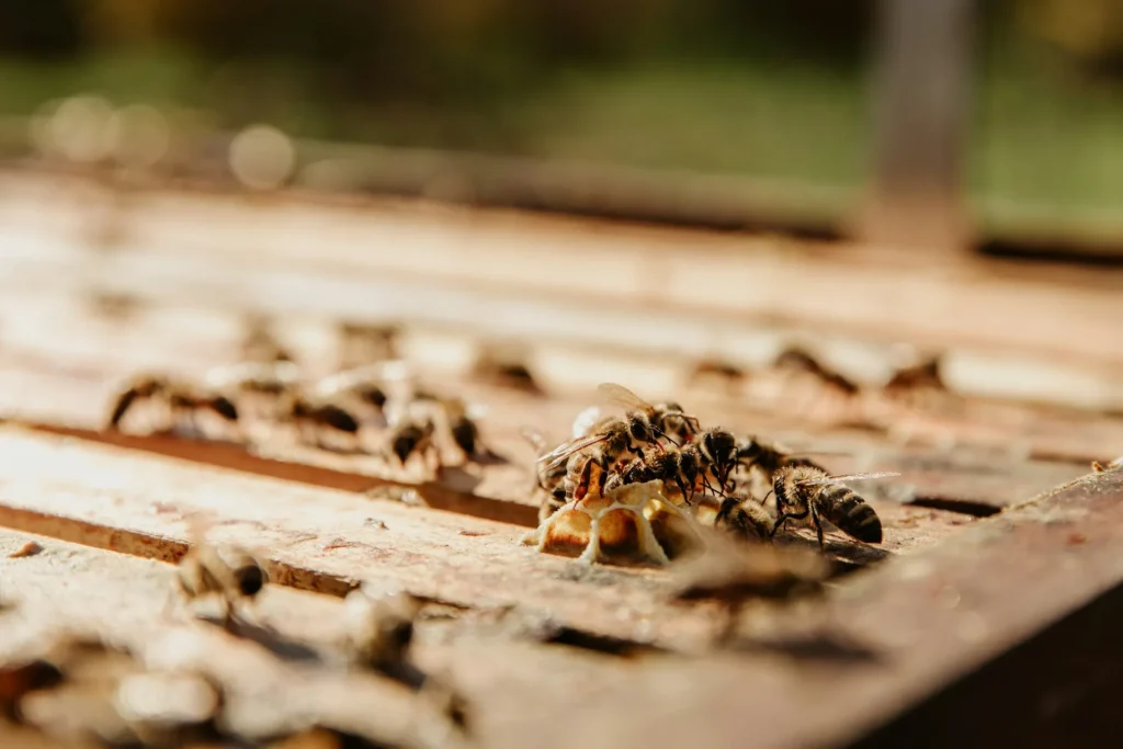Termite Pest Control in Southlake, TX | Pest Control Southlake