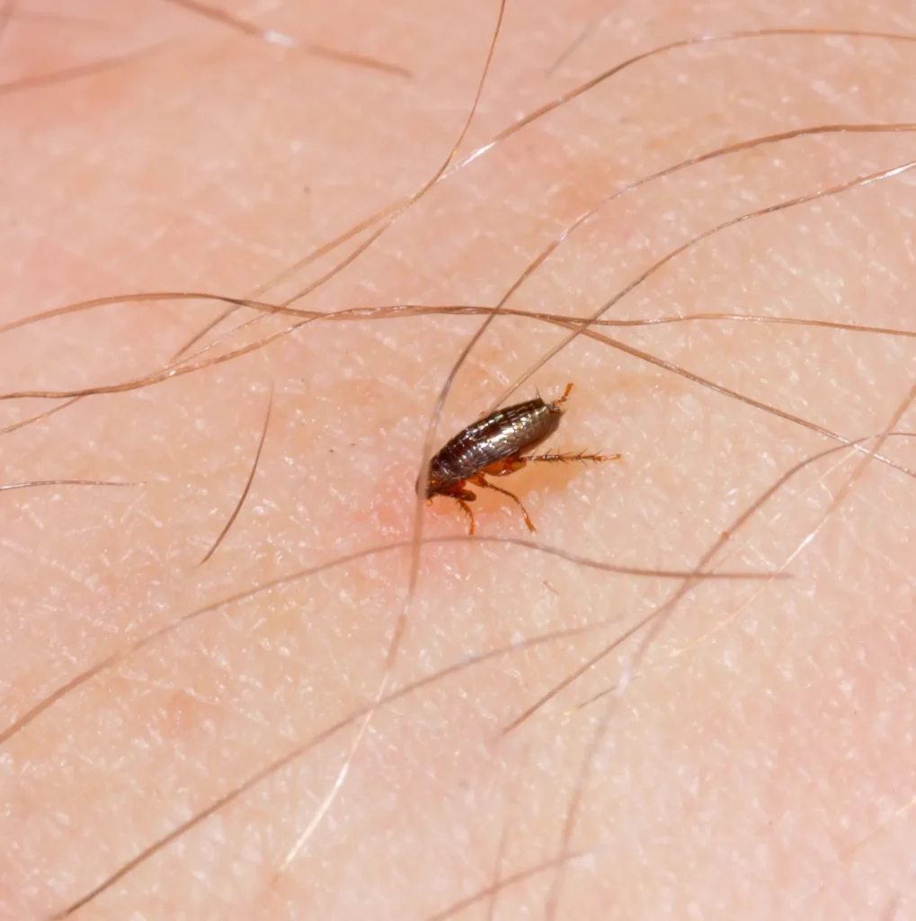 Where Fleas and Ticks Hide in Your Home